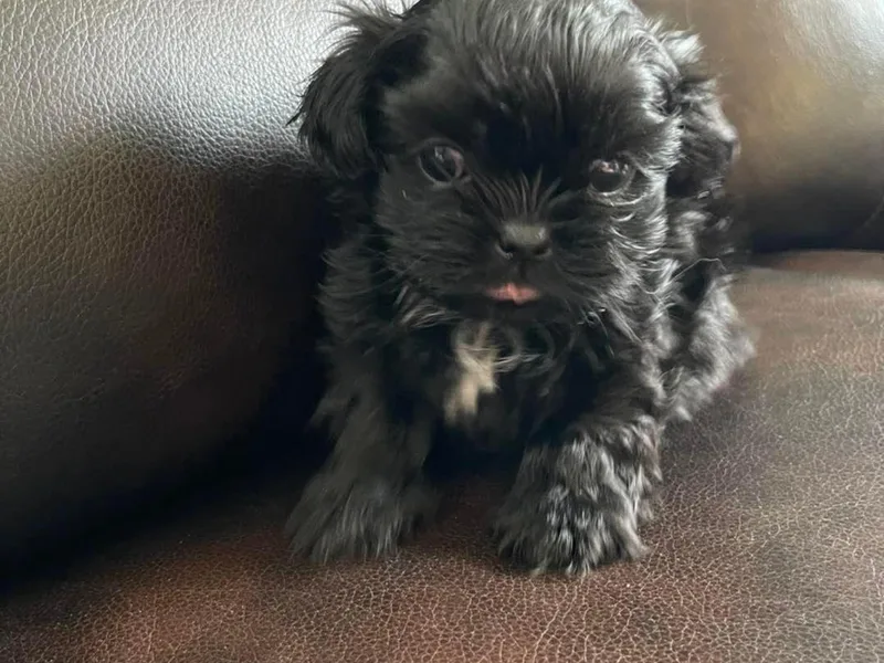 Country Time Shihtzu