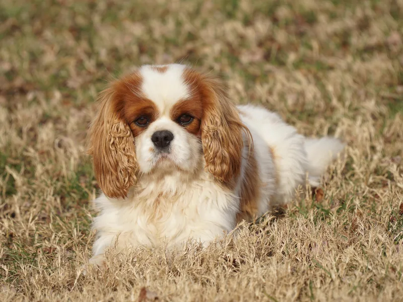 Country View Cavaliers