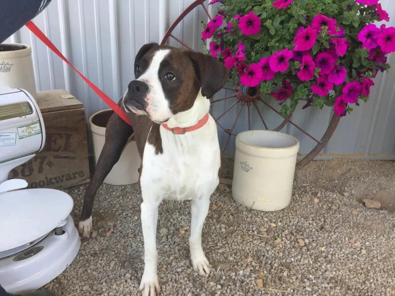 Country View Meadows Kennel