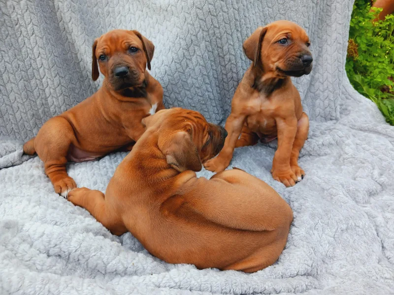 Country View Ridgebacks