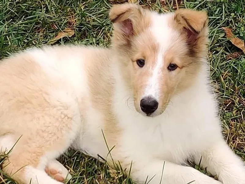 Countryhaven Collies