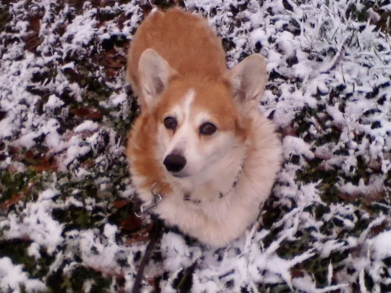 Countrylane Corgis
