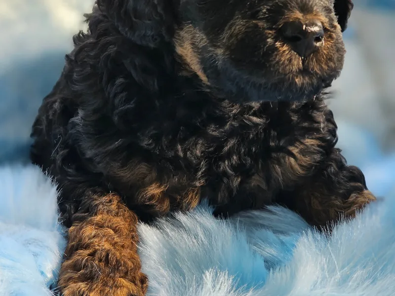 Countrypups photo 1