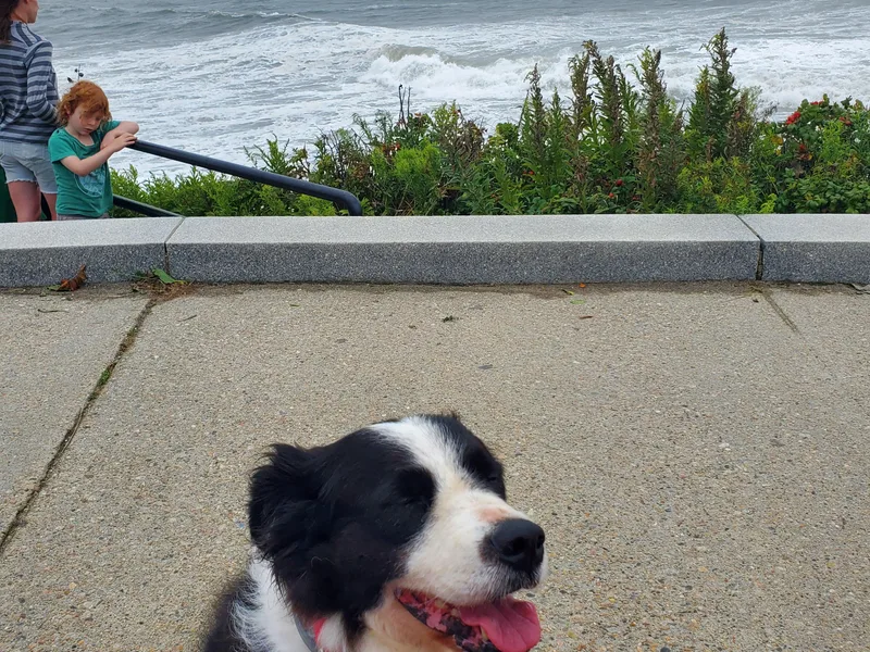Countryside Border Collies