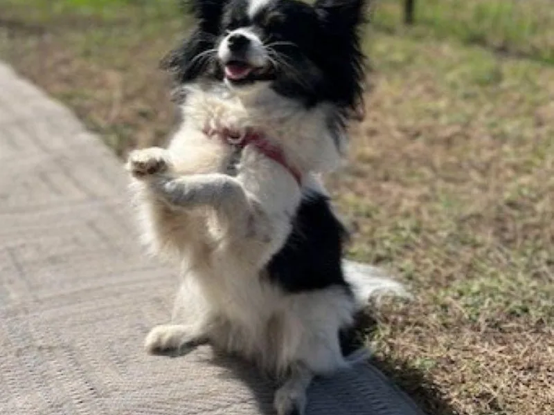Countryside Pomeranians