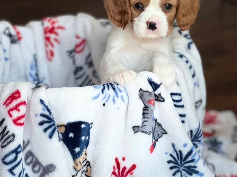 Countryside Royalty Cavaliers