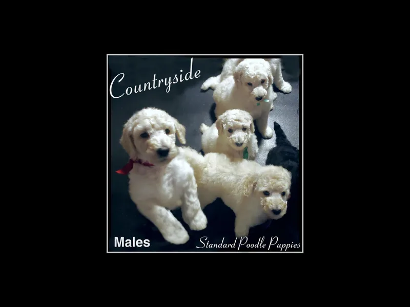 Countryside Standard Poodles
