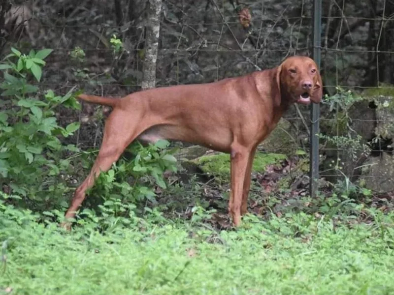 Countryside Vizsla's