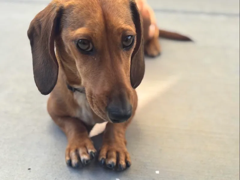 CountrySide Wieners