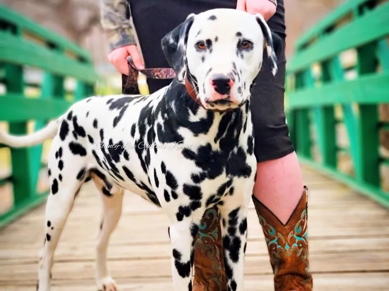 County-Line Critters