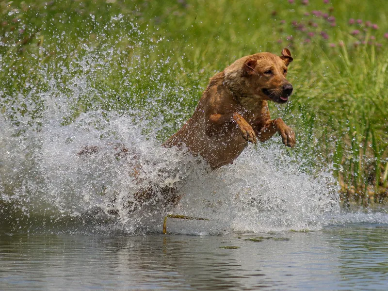 County Line Gun Dogs