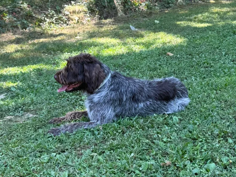 County Line Pointers