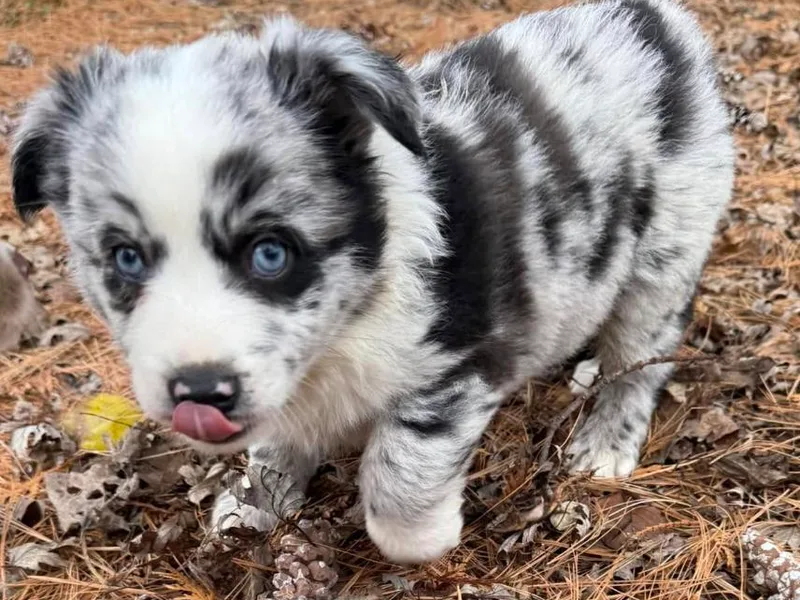 County Rd Mini Aussies