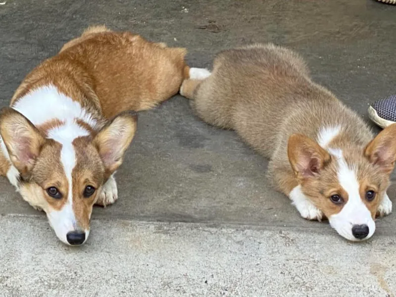 County Road Corgis