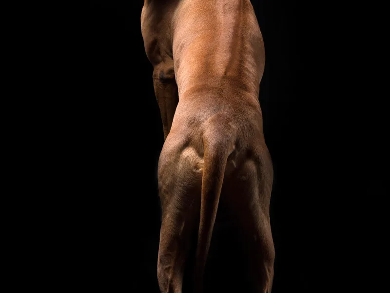 Courage Rhodesian Ridgebacks