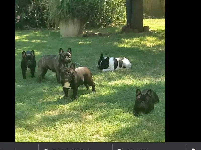 Couronne's French Bulldogs