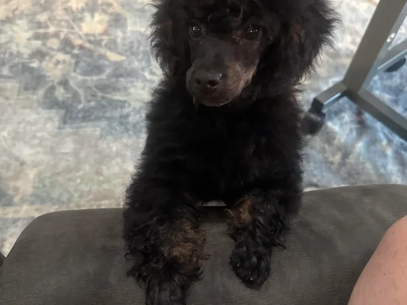 Courtland va, River Bank Kennels