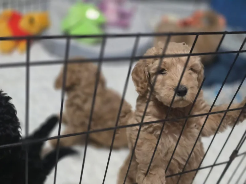 Courtney Nicole's Mal Shihs &amp; Goldendoodles