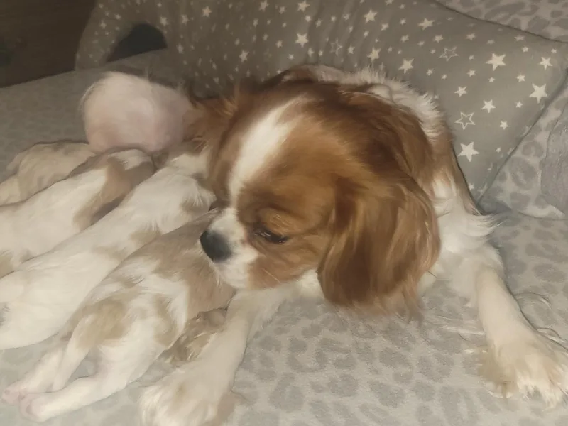 Courtney's Cavaliers