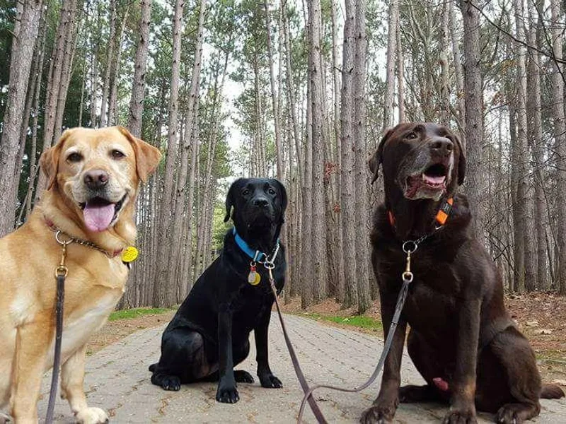 Courtney's Labrador Retrievers