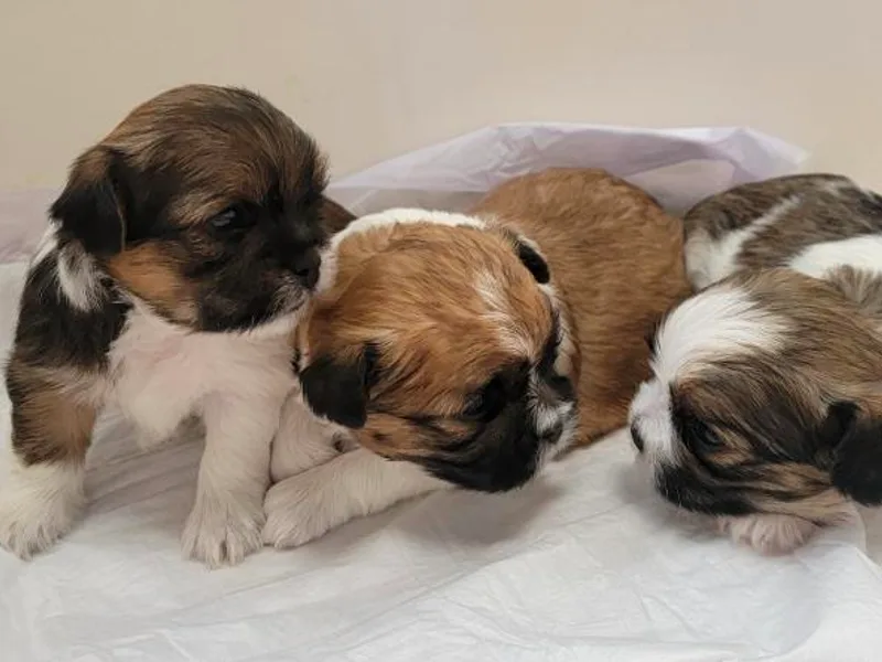 Courtney's Shih Tzus