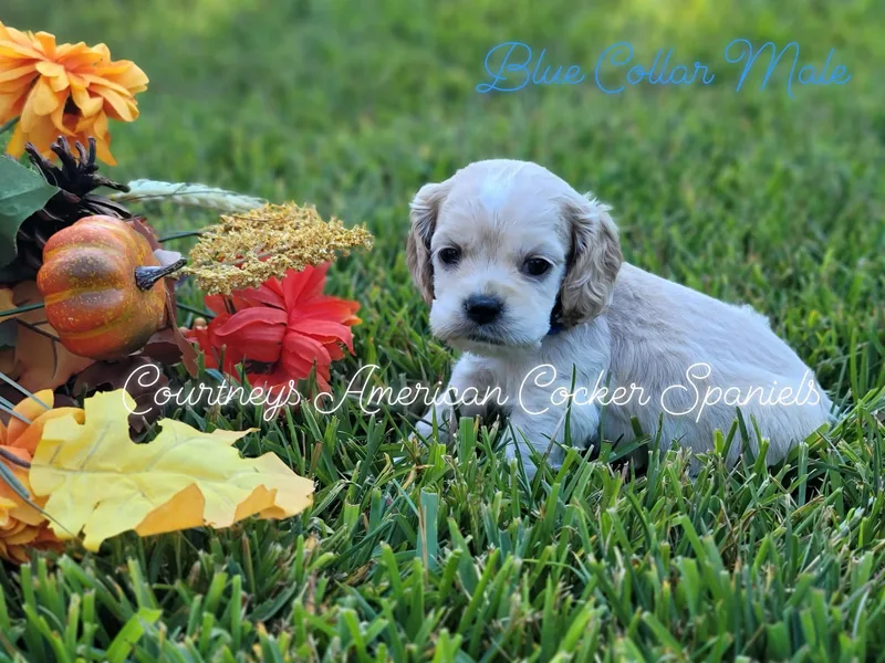 Courtneys American Cocker Spaniels
