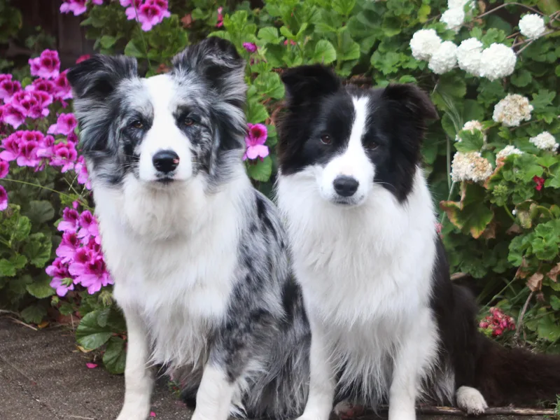 Couture Border Collies