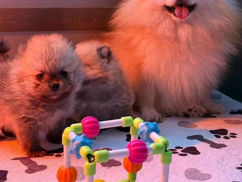 Couture_frenchies_and_pomeranian