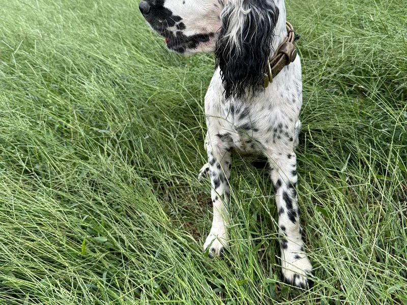 Cove Acres Springers