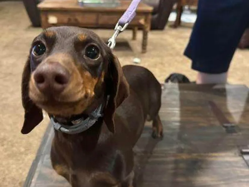 Cove Creek Dachshunds