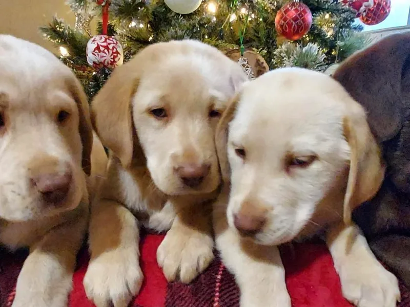 Cove Mountain Labradors