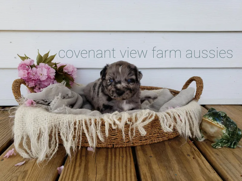 Covenant View Farm Australian Shepherds