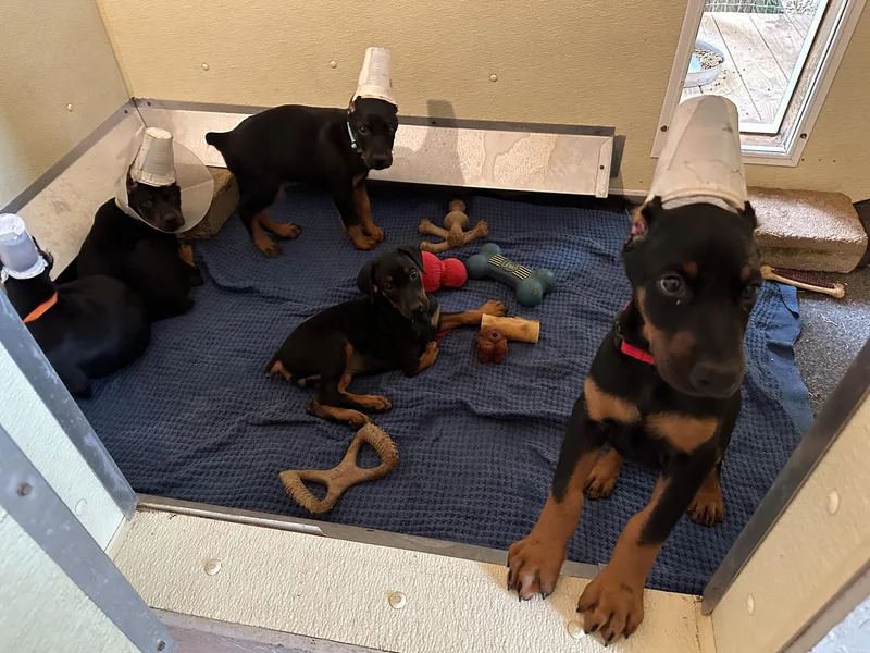 Cover Vogue Dobermans