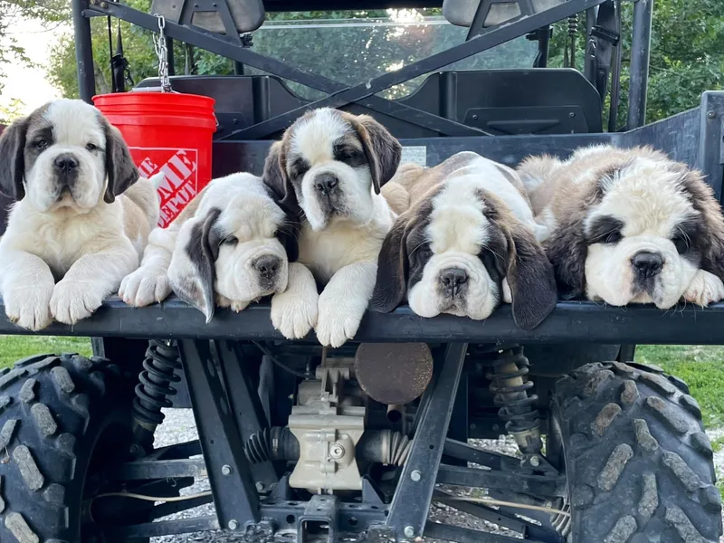 Covered Bridge Saint Bernards