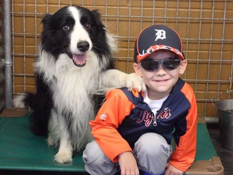 Covergaze Border Collies