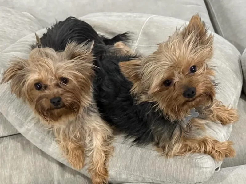 Covington's Yorkshire Terriers