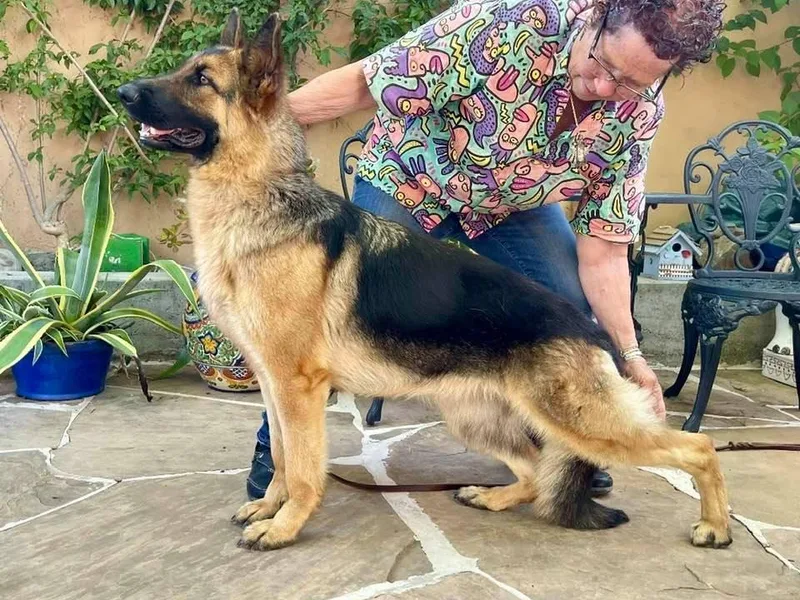 Covy-Tucker Hills German Shepherds