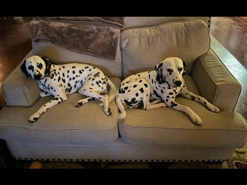 Cowart’s Dalmatians