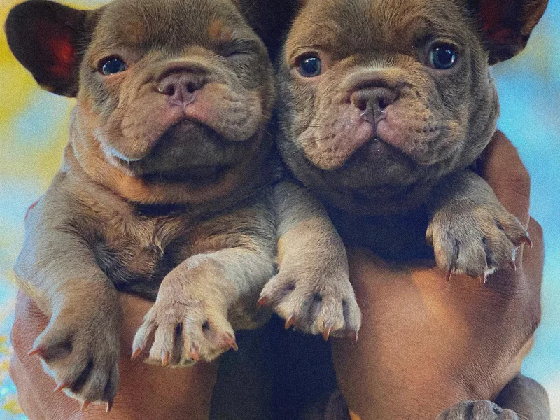 Cowboy Frenchies