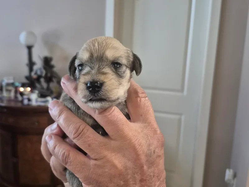 Cowboy Schnauzers