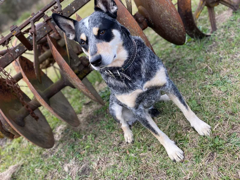 Cowboy Tuff Stock Dogs