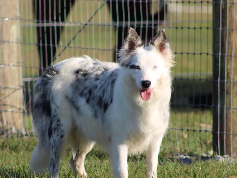 Cowtown Corgis &amp; Border Collies
