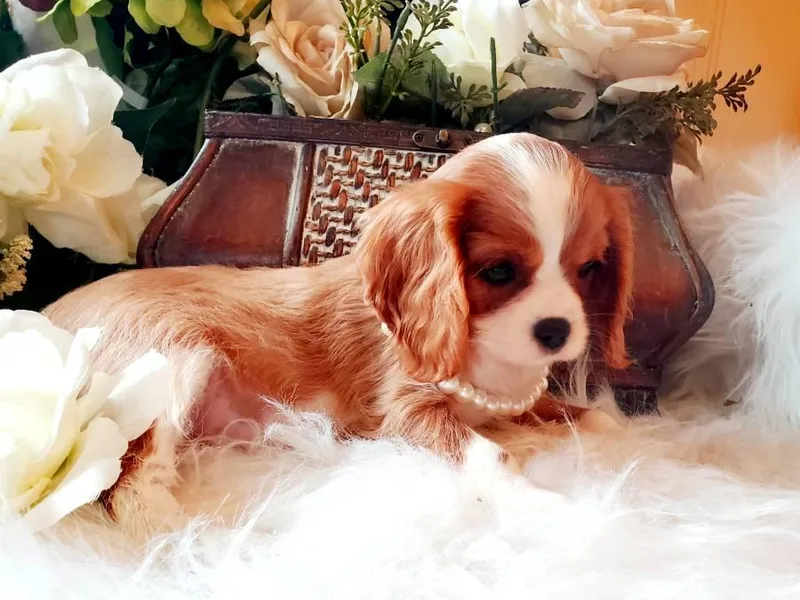 Coxson’s Cavaliers