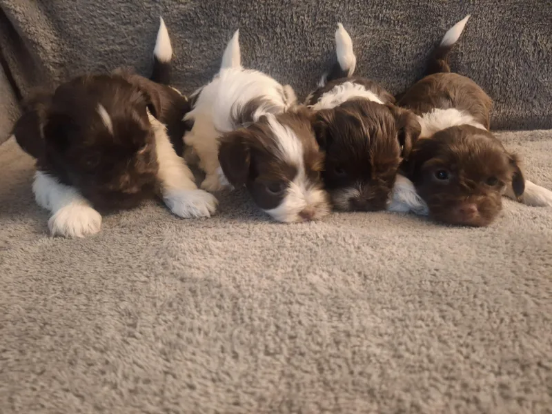 Coyle Havanese Babies