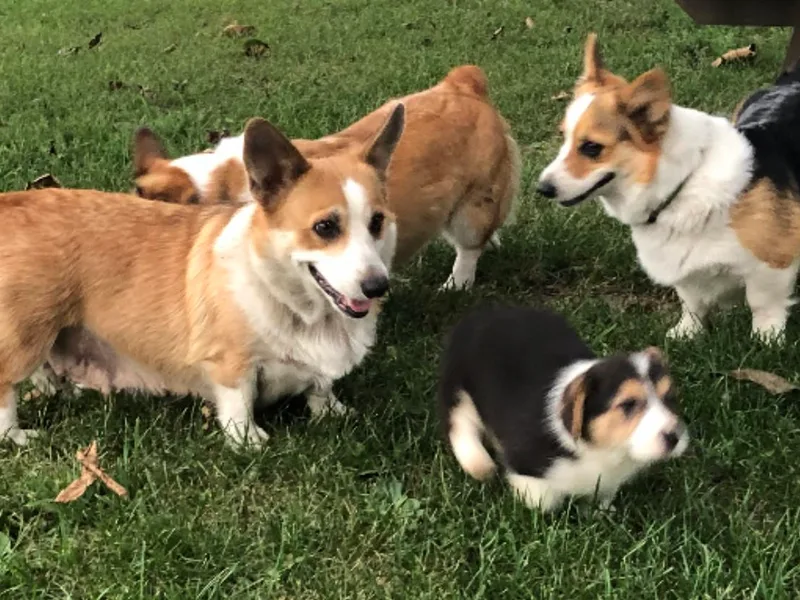 Coyote Creek Corgis