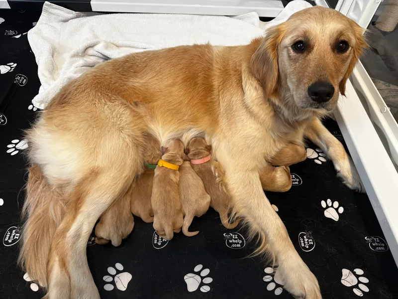 Coyote Creek Farm and Kennel