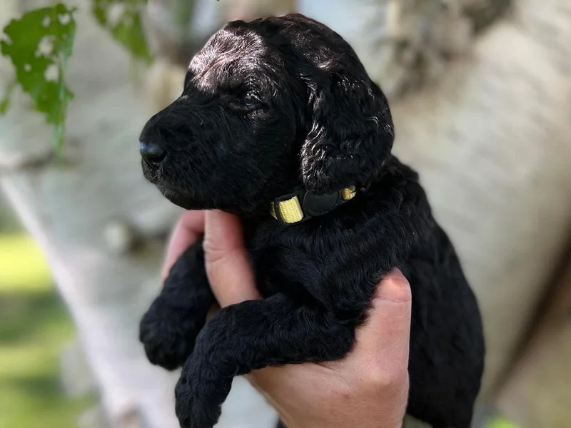 Coyote Ranch Goldendoodles