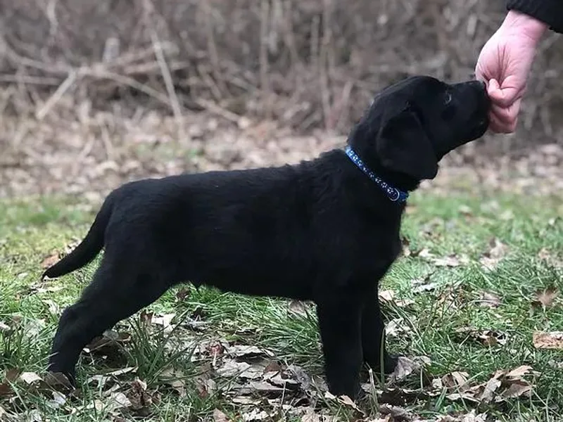 Coyote Sky Labradors