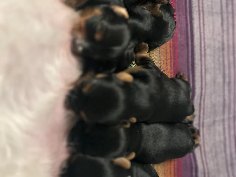 Cozy Coeur Yorkies