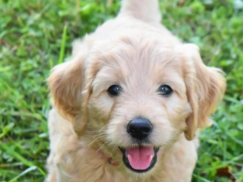 Cozy Cove Goldendoodles